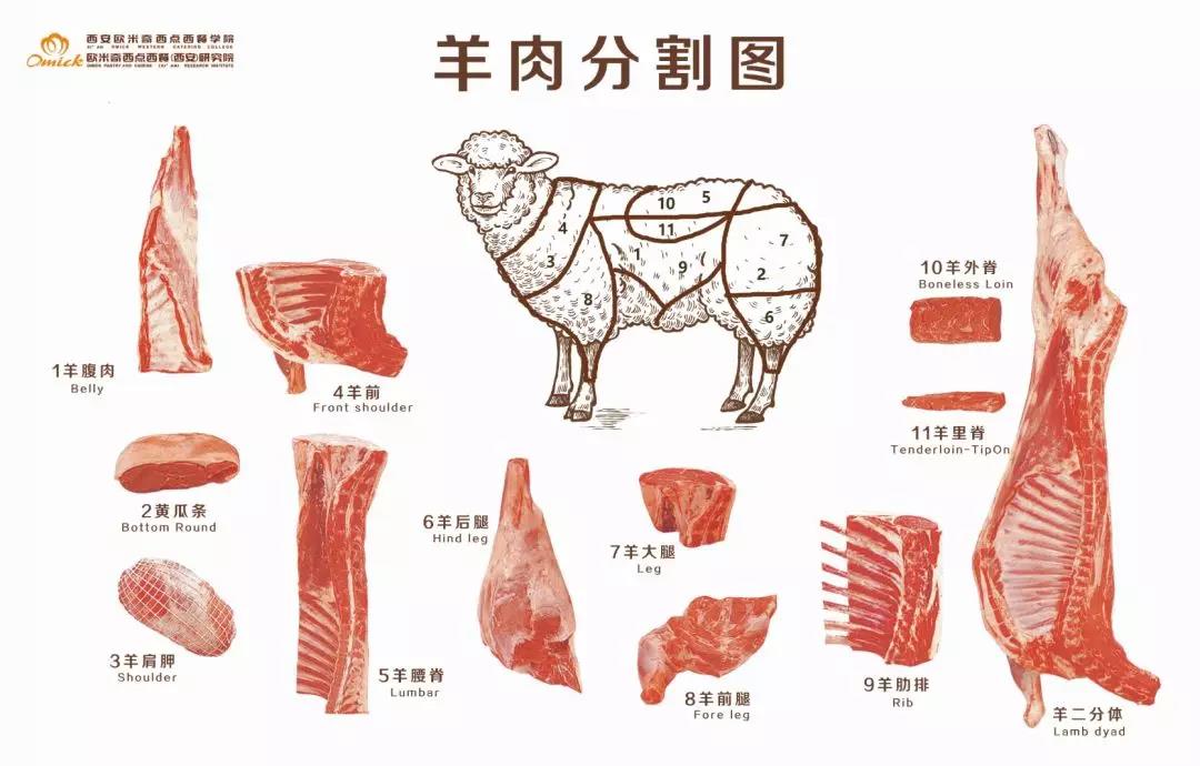 干货知识羊肉各部位分割图解与吃法值得