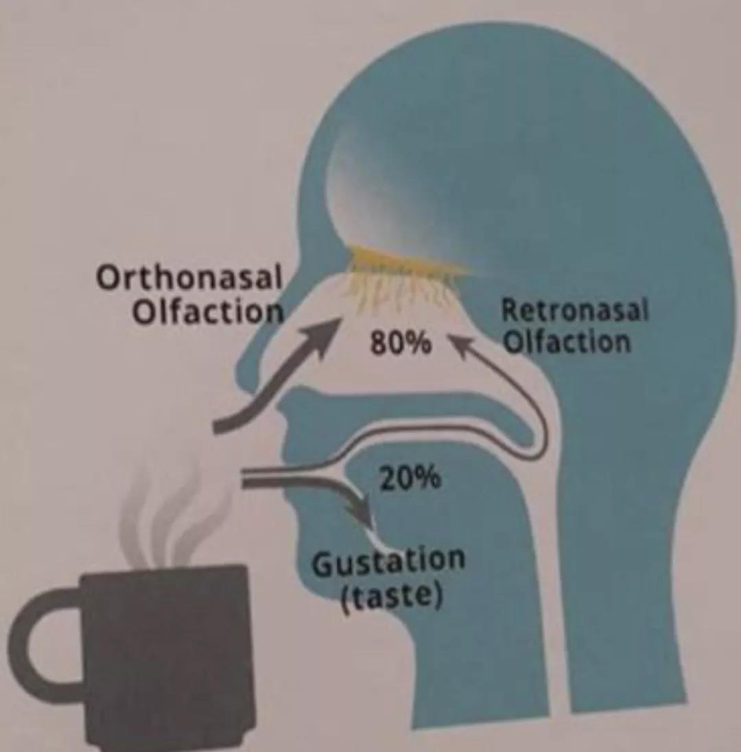 为什么品尝咖啡的时候要啜吸？_西安咖啡培训学